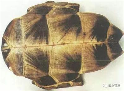 梦见狗是什么意思？周公解梦最权威解析